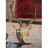 Stuffed and mounted Stag's head