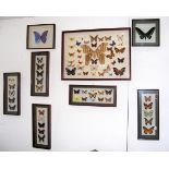 Selection of mounted butterflies