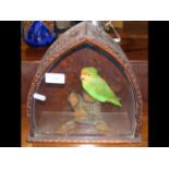 Stuffed and mounted exotic bird in carved case