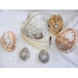Six carved Cameo shells - the largest shell measur
