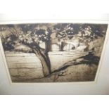 FRANK BRANGWYN - an etching of "Maple Tree - Barna