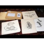 38 Lithographs - 19th century - GEORGE ROBERT GRAY