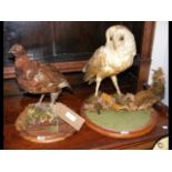 Stuffed and mounted Owl, together with Grouse