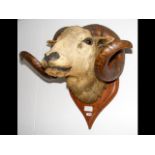 A stuffed and mounted Ram's head