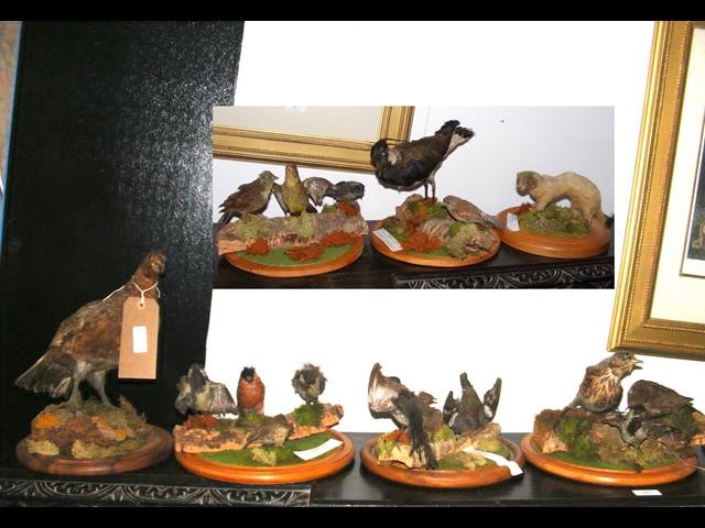 Six stuffed and mounted bird montages, together wi