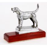 A MID 20th CENTURY CHROME PLATED CAR MASCOT formed as a foxhound mounted on a later mahogany