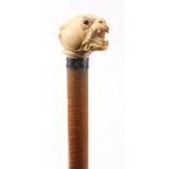 A GENTLEMAN'S LATE 19th CENTURY IVORY HANDLED WALKING CANE formed as an Old English Bulldog with