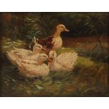 A 19TH CENTURY OIL ON CANVAS, A GROUP OF WHITE DUCKS AMONGST REEDS, indistinctly signed to bottom