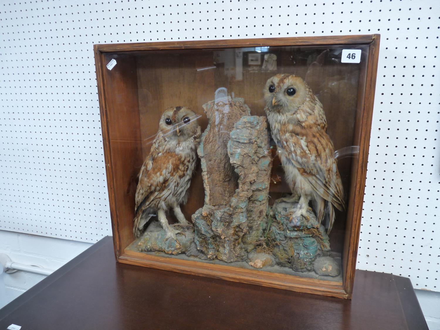 Taxidermy cased pair of Tawny Owls in naturalistic setting