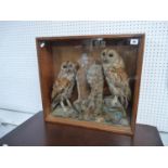 Taxidermy cased pair of Tawny Owls in naturalistic setting