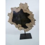 Triassic Polished Period Petrified Wood mounted on black metal base