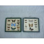 Pair of Framed collections of Taxidermy Butterflies