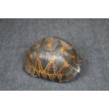Large late 19th / early 20th century Tortoise shell, 21cm Long x 17cm Wide x 12cm High