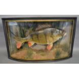 W.F.Hommer, A Taxidermy Model of a Perch within Bow Glazed Case and inscribed Caught by D.W. Parker,