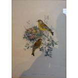 John Gould, 1804 - 1881, England, Ligurinus Chloris Lithograph, 51 x 36 cms