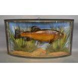 Fred Saunders of London, A Taxidermy Tench within Bow Glazed Case bearing label and inscribed Caught