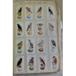 Birds Vintage - scrapbook with range of cigarette cards including British Birds and their eggs,