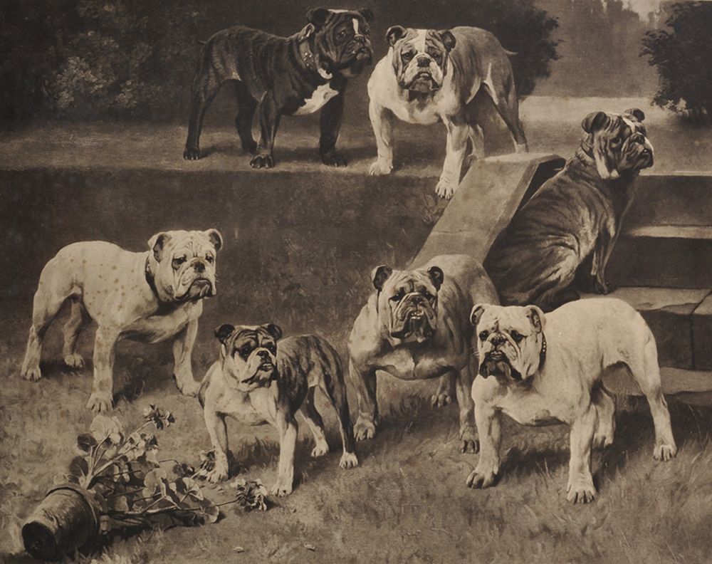 Arthur Wardle (1864-1949) British. "Bull-Bitches of the 20th Century", Photogravure, Overall 24" x