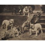 Arthur Wardle (1864-1949) British. "Bull-Bitches of the 20th Century", Photogravure, Overall 24" x