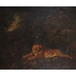 After George Stubbs (1724-1806) British. "Tiger", Oil on Canvas, Inscribed on the reverse 'Quist',