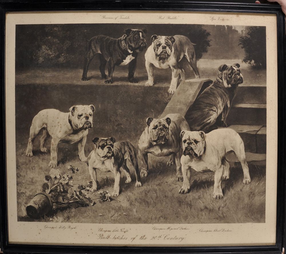 Arthur Wardle (1864-1949) British. "Bull-Bitches of the 20th Century", Photogravure, Overall 24" x - Image 2 of 3