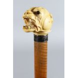 A WALKING STICK with carved ivory "BULLDOG" handle.