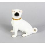 A MINIATURE ENGLISH PORCELAIN SEATED WHITE BOXER DOG with gilt collar. 4ins high.