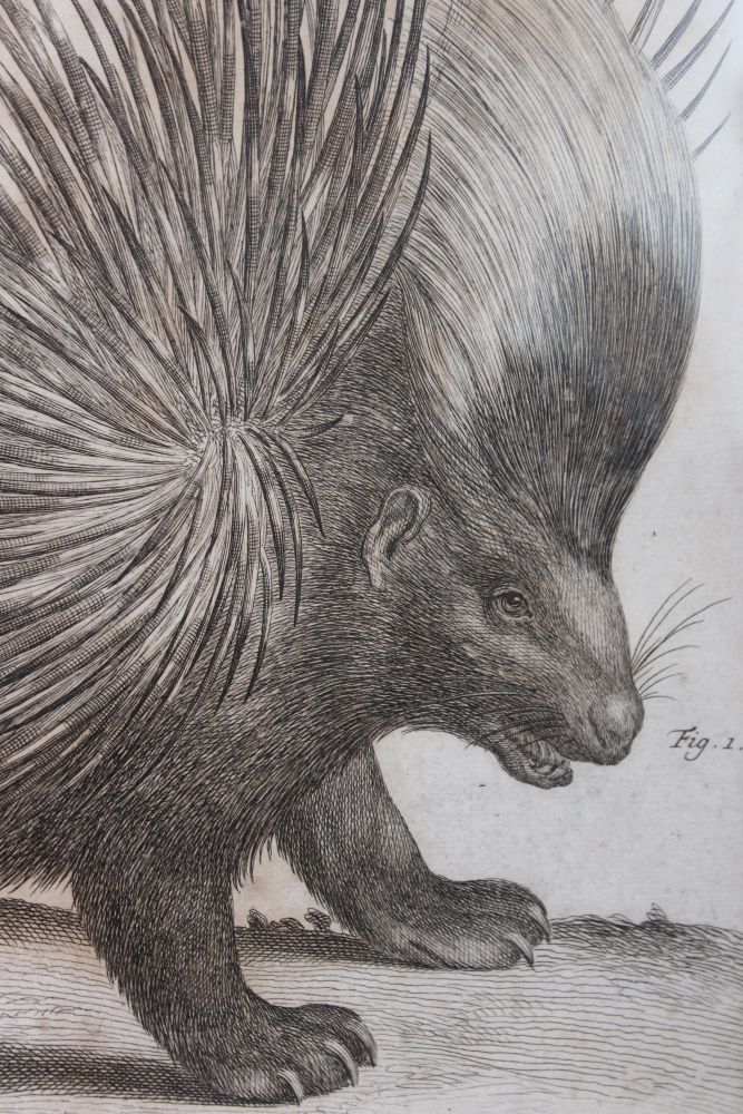 A FRAMED ENGRAVING OF A PORCUPINE. - Image 2 of 2