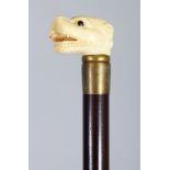 A WALKING STICK, the bone handle carved as a dogs head. 3ft 0ins long.