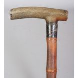 A HORN HANDLED BAMBOO WALKING STICK, with a plain hallmarked silver collar, the horn possibly