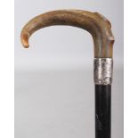 A HORN HANDLED WOOD WALKING STICK, with an engraved silver-metal collar, the horn possibly