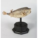 A BOXFISH SPECIMEN. 11ins long.