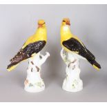 A GOOD PAIR OF 19TH CENTURY MEISSEN PORCELAIN GOLDEN ORIOLES, standing on encrusted tree stumps.