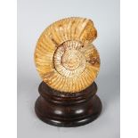 AN AMMONITE SPECIMEN. 4.5ins long.