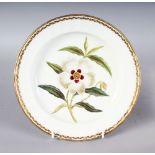 AN 18TH CENTURY DERBY BOTANICAL PLATE painted with "Cistus Ladaniferus Gum Cistus', titled verso,