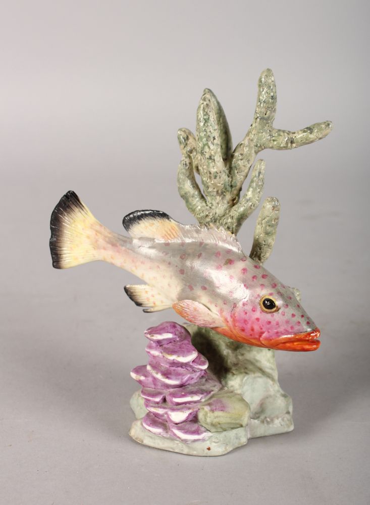 A ROYAL WORCESTER FISH "RED HIND", No. 3572, modelled by R. Van Ruyckevelt. 5ins high.
