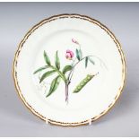 AN 18TH CENTURY DERBY BOTANICAL PLATE painted with "Lathyrus articulatus', jointed podded