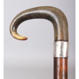 A HORN HANDLED WOOD WALKING STICK, with a marked plain silver-metal collar, the horn possibly