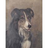 Manner of Gourlay Steell (1819-1894) British. A Study of a Border Collie, Oil on Canvas, Signed with