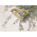 David Ord Kerr (1951 ) British. "Goldcrest", Study of a Bird on a Branch, Watercolour, Signed in