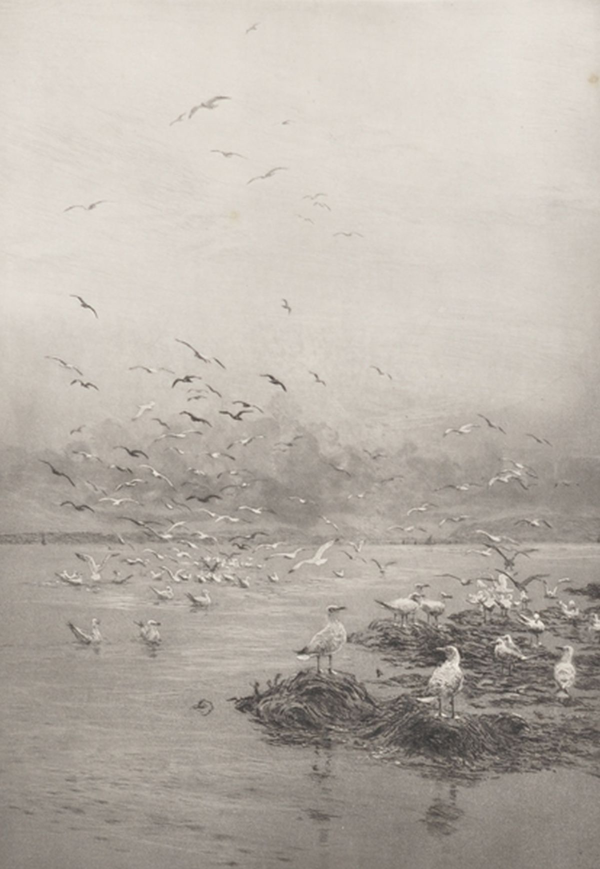 William Lionel Wyllie (1851-1931) British. "Seagulls at Low Tide", Etching, Signed and Inscribed