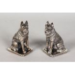 A PAIR OF SOLID SILVER ALSATIAN DOG SALT AND PEPPERS.