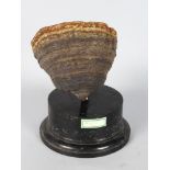 A MOUNTED SEA SPECIMEN, "BRACKET FUNGI". 6.5ins long.