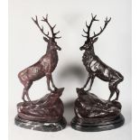 AFTER J. MOIGNIEZ A GOOD PAIR OF BRONZE STAGS standing on rocks. Signed. 27ins high, on veined