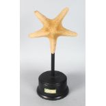 A MOUNTED SEA SPECIMEN, "SEA STAR".