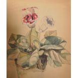 D...Weeraat (Early 20th Century) Dutch. Study of Petunias, Watercolour, Unframed, 20.5" x 17", and