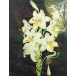 After Robert Thornton (1799-1807) British. "The White Lily with Variegated Leaves", Printed on