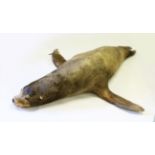 A GOOD TAXIDERMY SEALION, Possibly by Roland Ward. 7ft 4ins long.