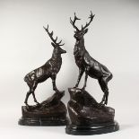 AFTER MOIGNIEZ AN IMPRESSIVE PAIR OF STANDING STAGS, on marble bases. 29ins high.