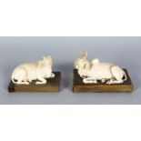 A GOOD PAIR OF CARVED IVORY FIGURES OF OXEN on wooden bases. 4ins long.